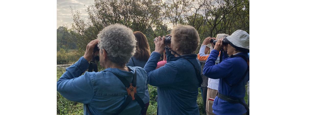 Birders look through binoculars at sunset
