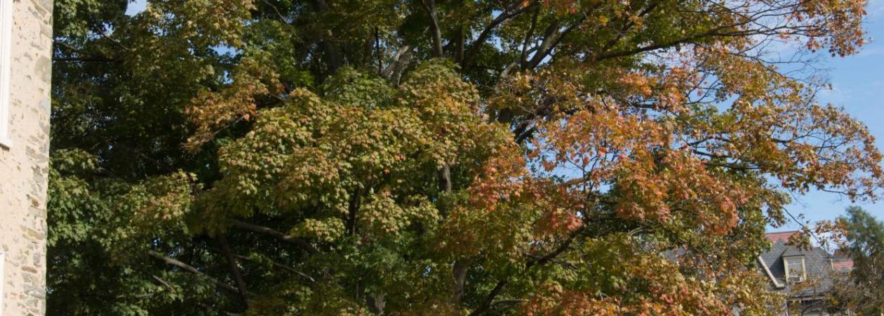 Trees on Haverford College's campus.