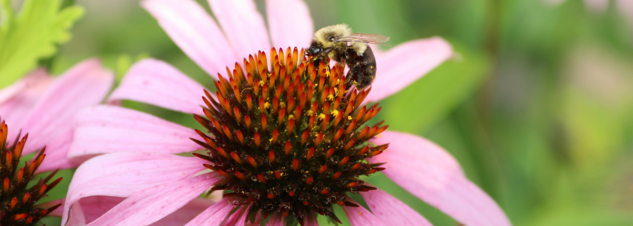 Bee on echinacea flower